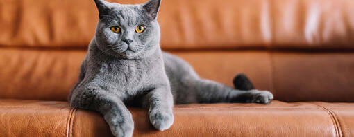 Prevent cat from scratching leather couch hotsell